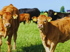 가축 추적을 위한 RFID 기술