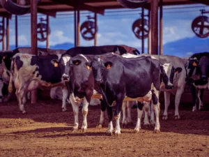 Hayvancılık için RFID Teknolojisi 