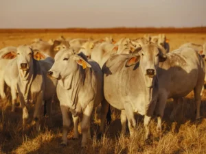 Hayvancılığın Geliştirilmesinde RFID