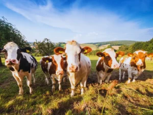 Hayvancılığın Geliştirilmesinde RFID