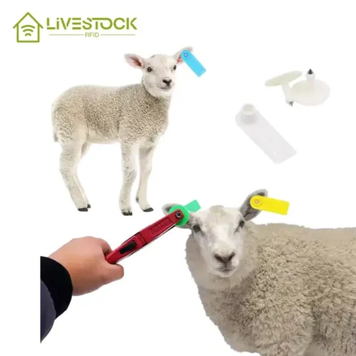 koyun kulak küpeleri