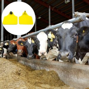 Menerapkan tag telinga sapi