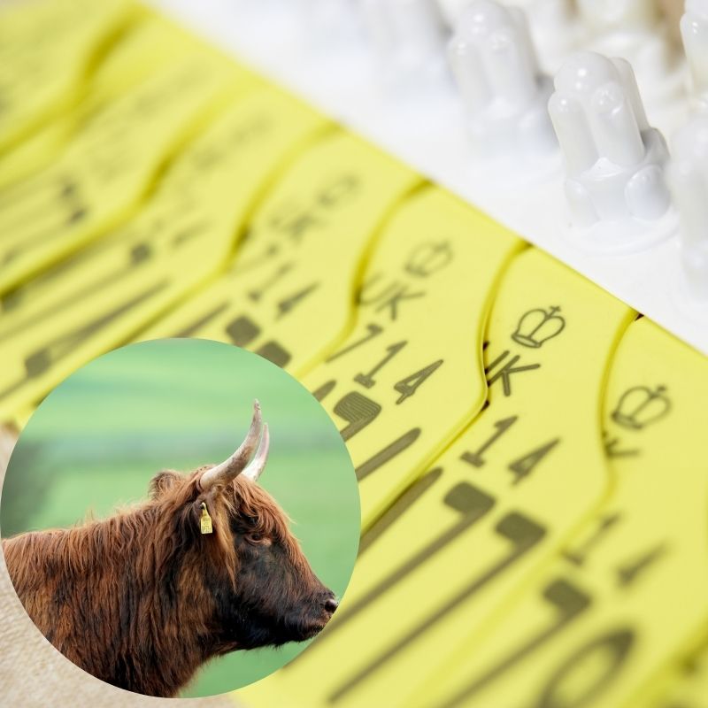 Sığır Kulak Küpeleri