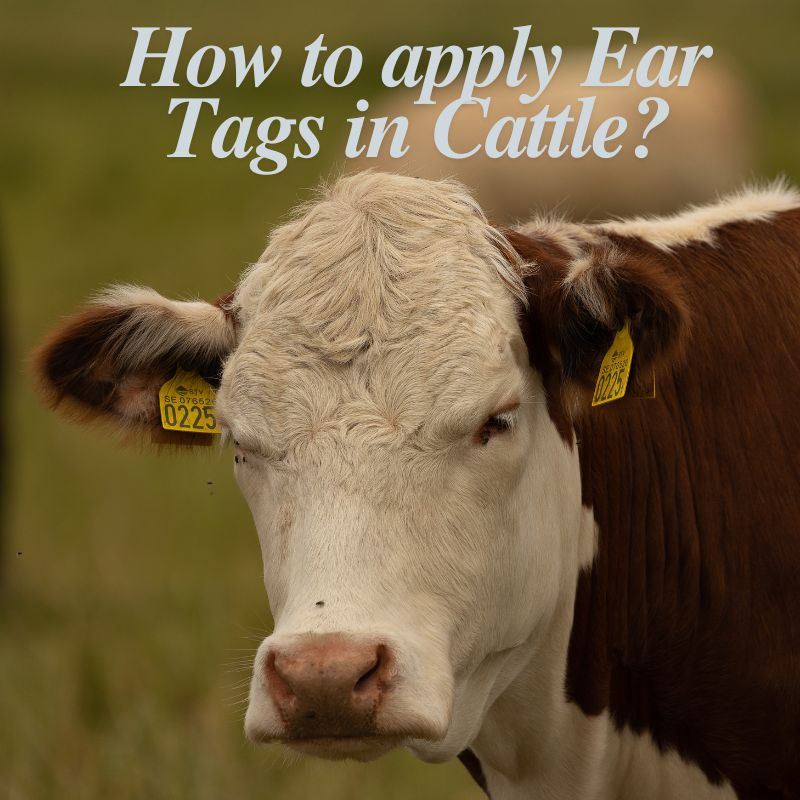 Sığırlarda Kulak Küpeleri