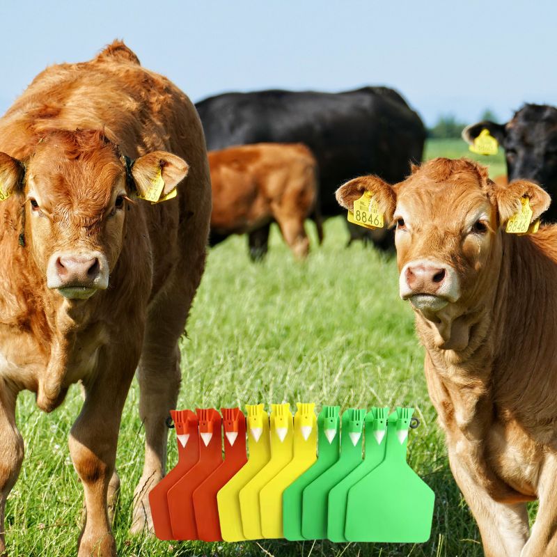 Ohrmarken bei Rindern