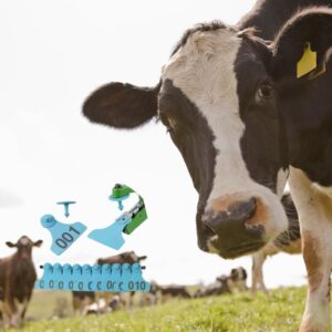 Gravür Sığır Kulak Küpeleri