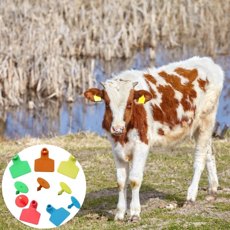 Gravür Sığır Kulak Küpeleri