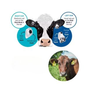 İnekleri etiketlemek onlara zarar verir mi?