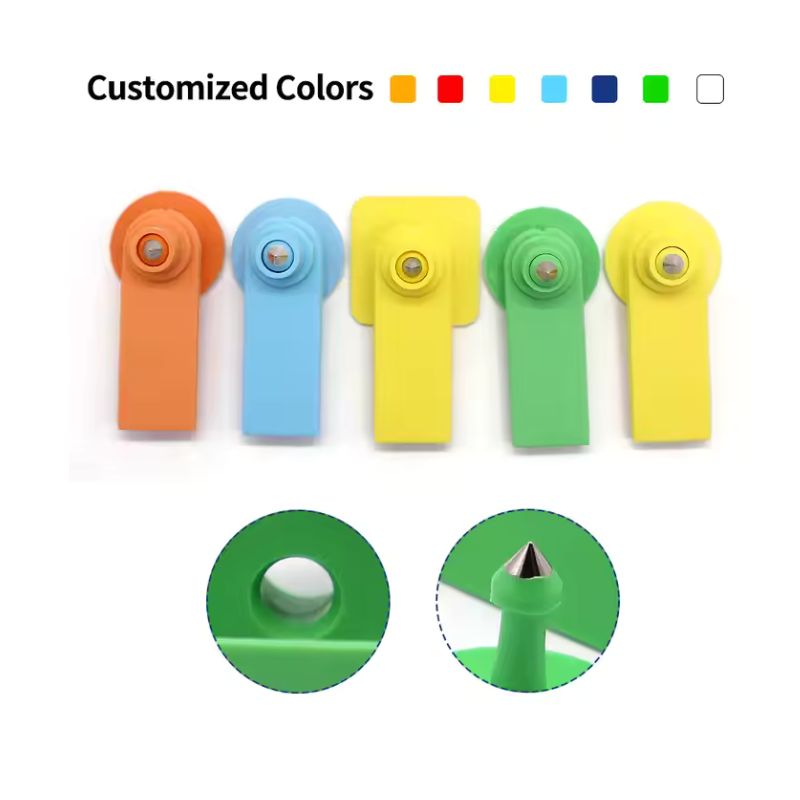 Kolczyki w uszach świni