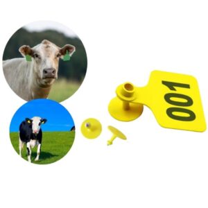 Miért van a teheneken füljelző