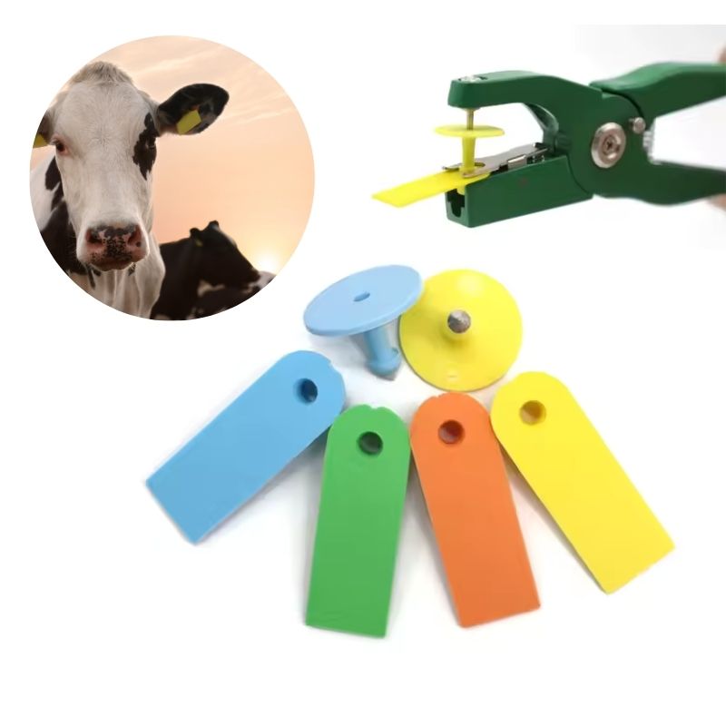 Jak kolczykować świnie