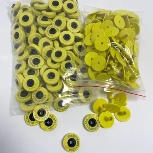 Kulak Küpeleri Domuzlar