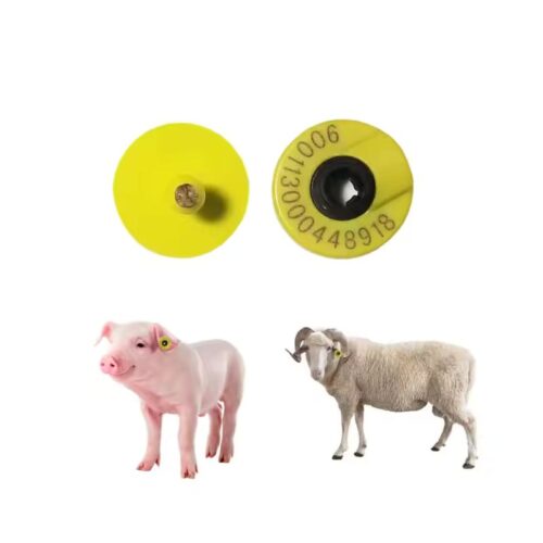 Kulak Küpeleri Domuzlar